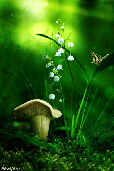 Hình nền động hoa đẹp