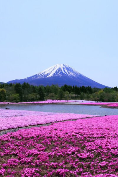 Hình ảnh thảm hoa dưới chân núi Phú Sĩ tuyệt đẹp