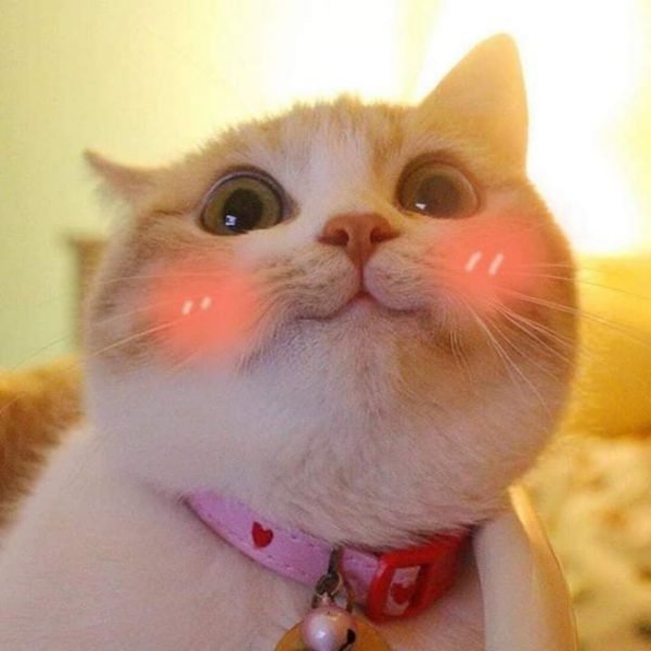 Avatar cute mèo đáng yêu