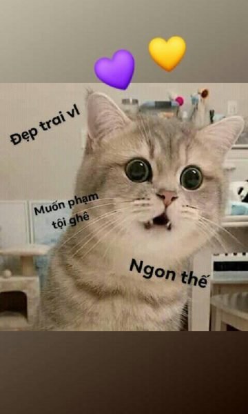 ảnh meme hài về mèo mê trai