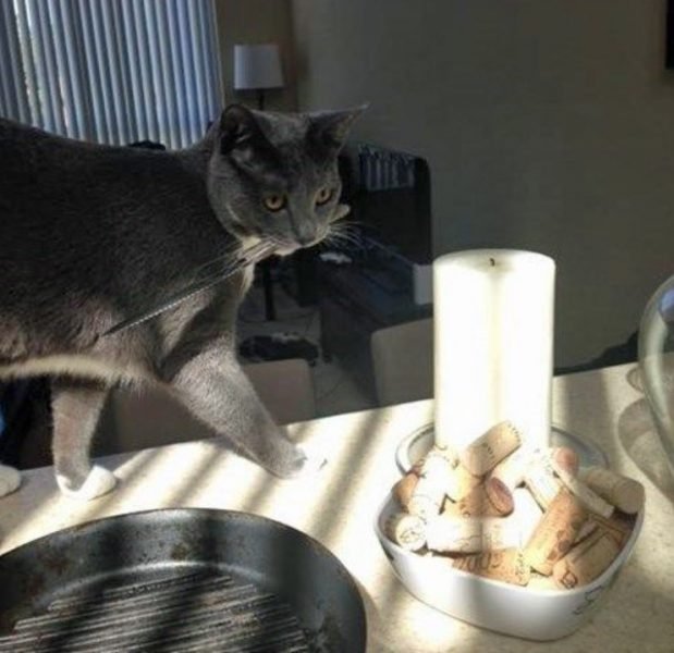 Ảnh mèo cầm dao bằng miệng