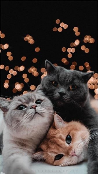 hình nền mèo cute