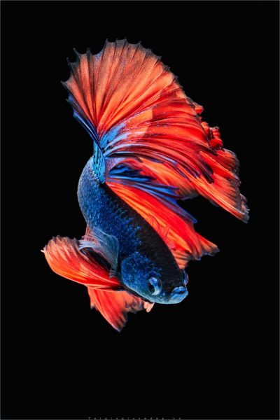 Hình nền cá Betta