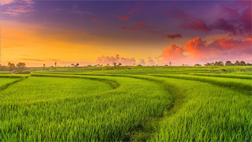 Hình nền quê hương