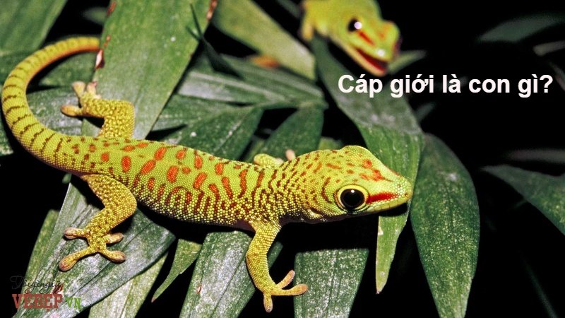 Cáp giới là con gì_